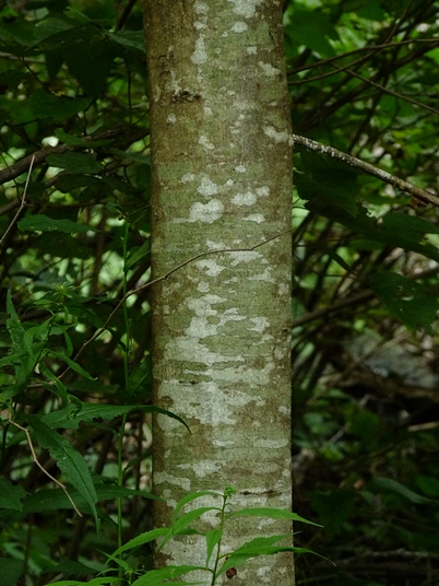 {Castanea dentata}